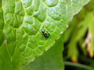 dock beetle on leaf
