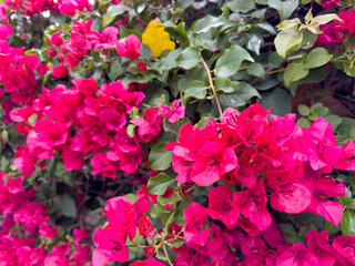 pink flowers on a green background