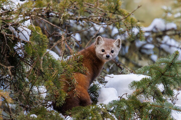 FurryPine Marten rests in snow beside trees