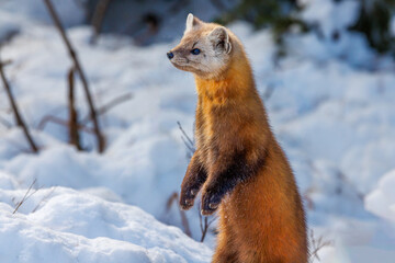 FurryPine Marten rests in snow beside trees
