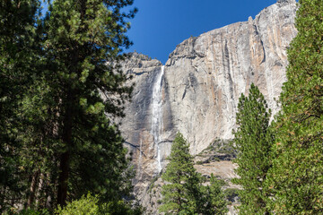 view through the trees to the famous lower Yosemite fall from below at the Yosemite national park