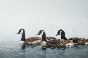 Group of Canada geese (Branta canadensis) gracefully gliding through a serene lake