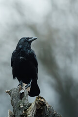 Crow perched on a withered log