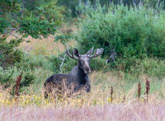 Fototapeta premium Elk in grassy landscape with trees in the background, Norway