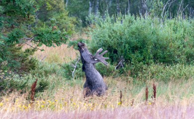 the moose is standing on one hind legs and reaching up for some branch