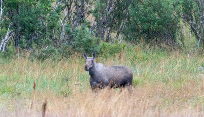 Elk in grassy landscape with trees in the background, Norway