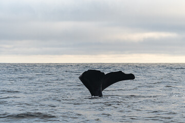 Fototapeta premium a whale tail is up in the water at a low tide. Norway