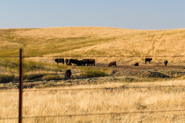 a rural agriculture seen with wild cows and ox at a golden yellow shining farmland next to an state...