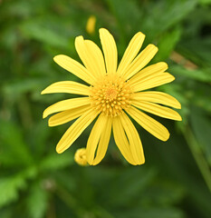 Beautiful close-up of euryops pectinatus