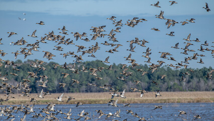 Flock of birds soaring gracefully above a serene water landscape, framed by lush reeds.