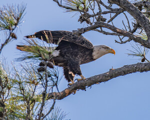 Eagle perching on a tree branch.