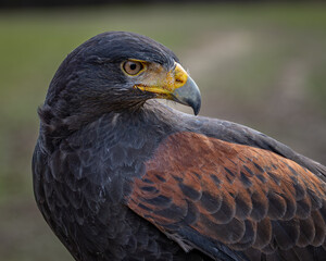 Hawk perched on a tree branch.