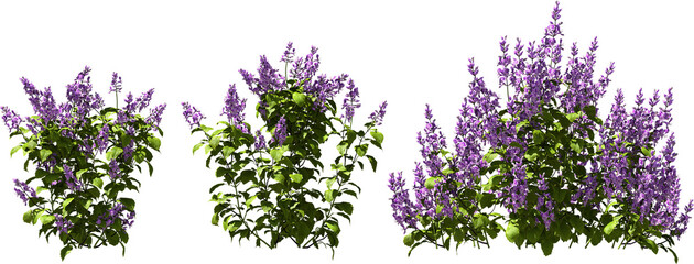 mona lavender purple blooming plants hq arch viz cutout bush shrub © Mathias Weil