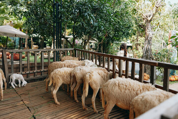 A herd of sheep standing on a wooden deck next to a woman and a dog
