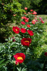 Red Flowers of Peony in Full Bloom