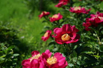 Red Flowers of Peony in Full Bloom