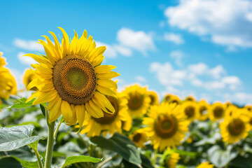 flowers by ai, sunflower field under the blue sky, gentle clouds in the background, photorealistic // ai-generated 
