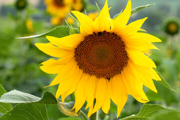 A sunflower flower head in evening time