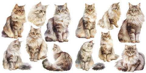 Fototapeta premium siberian cat watercolor illustration clipart.