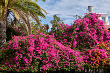 Beautiful garden with vibrant Bougainvillea blossoms and green trees. Canary Islands