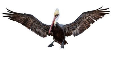 Brown pelican in breeding plumage at La Jolla Cove