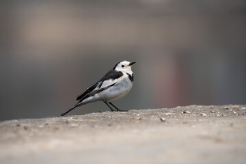 Closeup of a Wagtail perched on a branch