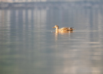 Closeup of a duck swimming in a lake