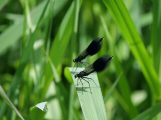 Zwei männchliche gebänderter Prachtlibelle, Calopteryx splendens sitzten parallel auf einem Schilfblatt, Ansicht von der Seite