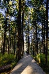 Obraz premium Pathway winds through a serene forest with tall trees. Jiuzhaigou, China