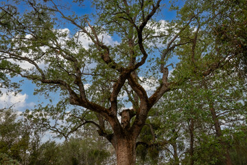 Oak Tree in the Woods