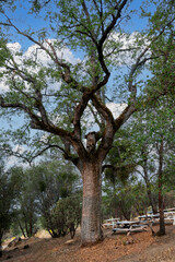 Obraz premium Oak Tree in the Woods