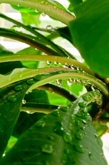 Close up of water drop on green leaves after a rain. Macro photography, vertical natural background.