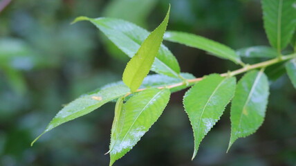 leaf with water drops