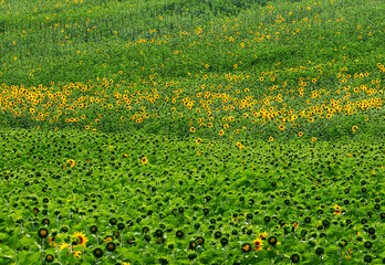 A sunflower fields in late spring in Mediterranean nature