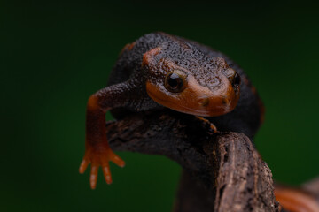 Close-up of a Crocodile Newt Lizard perched on a tree branch