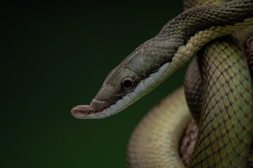Baron Green Racer snake perched on a tree, against a dark backdrop