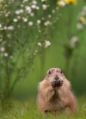 Prairie dog rodent with flowers on a green background