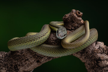 Baron Green Racer snake perched on a tree, against a dark backdrop