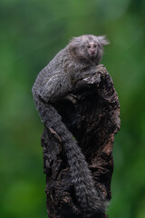 Marmoset primate perched on a tree against a green backdrop