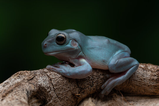 Blue Dumpy Tree Frog perched on a tree trunk amidst a contrasting dark backdrop