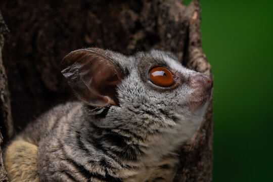 Close-up of a Galago Bush Baby perched on a tree