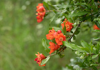 Pomegranate (Punica granatum) flowers in May