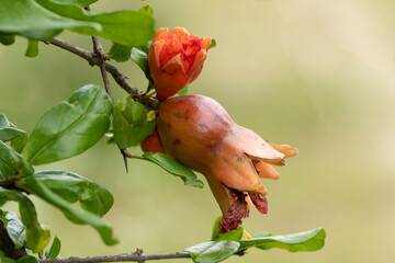 Pomegranate (Punica granatum) flowers and newly formed baby pomegranate fruit