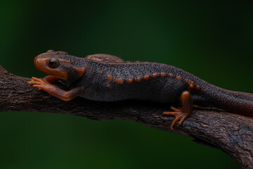 Close-up of a Crocodile Newt Lizard perched on a tree branch