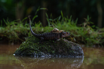 Close-up of a crocodile lizard with a snail in the pond