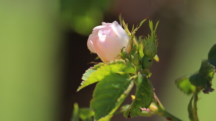 pink rose bud