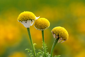Three camomile flowers by the side of a arable land