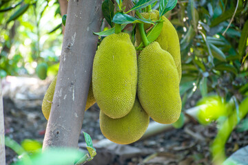 Jackfruit on the jackfruit tree tropical fruit on nature leaf background