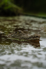 Close-up of a swimming crocodile in a swamp