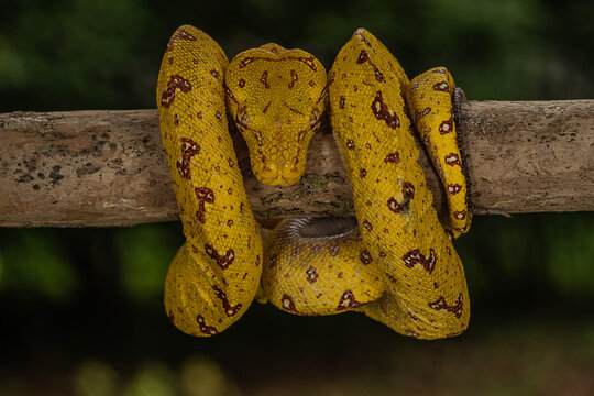 Yellow-phase Green Tree Python perched on a tree